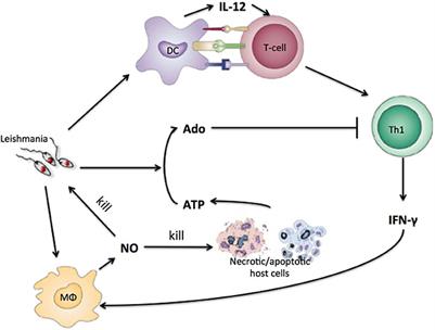 Modeling Immune Response to Leishmania Species Indicates Adenosine As an Important Inhibitor of Th-Cell Activation